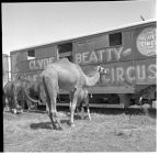 Circus camel